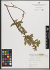 Foto von Salix triandra subsp. bornmuelleri (Hausskn.) A. K. Skvortsov